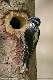 Attēlu rezultāti vaicājumam “Picoides tridactylus adult”