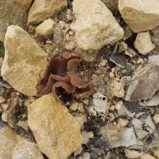 Attēlu rezultāti vaicājumam “Peziza badia”