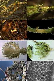 Attēlu rezultāti vaicājumam “Chara aspera”