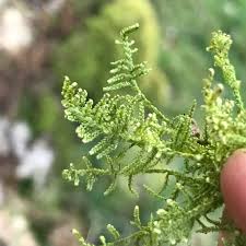 Attēlu rezultāti vaicājumam “Hypnum jutlandicum”