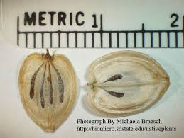 Attēlu rezultāti vaicājumam “Heracleum sosnowskyi fruit”