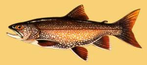 Image result for Salvelinus youngeri