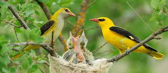 Attēlu rezultāti vaicājumam “Oriolus oriolus”