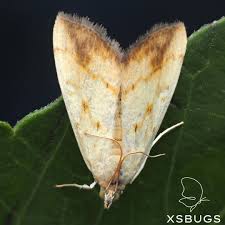 Attēlu rezultāti vaicājumam “Evergestis extimalis”