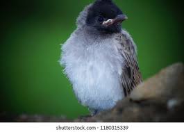 Attēlu rezultāti vaicājumam “Corvus cornix juvenile”