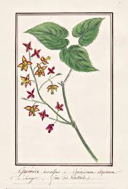 Attēlu rezultāti vaicājumam “Epimedium alpinum”