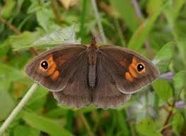 Attēlu rezultāti vaicājumam “Maniola jurtina male”