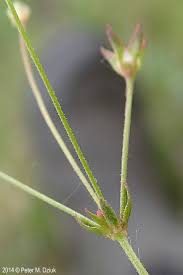 Attēlu rezultāti vaicājumam “Androsace septentrionalis”