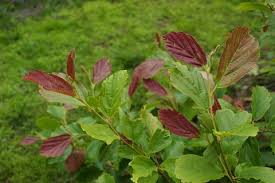 Attēlu rezultāti vaicājumam “Hamamelis vernalis”