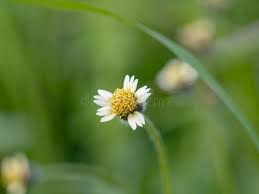 Attēlu rezultāti vaicājumam “Galinsoga quadriradiata flower”