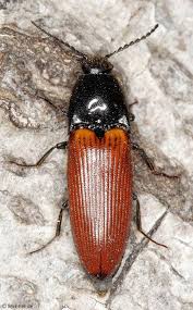 Attēlu rezultāti vaicājumam “Ampedus pomorum”