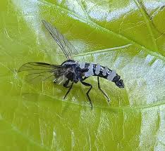 Attēlu rezultāti vaicājumam “Entomophthora”