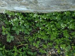 Attēlu rezultāti vaicājumam “Cardamine amara flower”