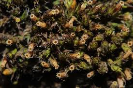 Attēlu rezultāti vaicājumam “Orthotrichum diaphanum”