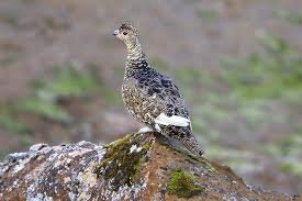 Image result for Lagopus muta