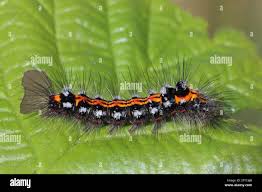 Attēlu rezultāti vaicājumam “Euproctis similis larva”