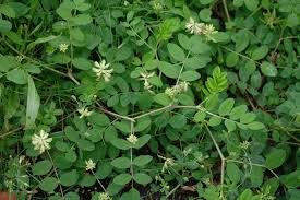 Attēlu rezultāti vaicājumam “Astragalus glycyphyllos flower”