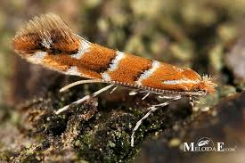 Attēlu rezultāti vaicājumam “Cameraria ohridella”