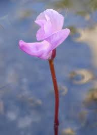 Attēlu rezultāti vaicājumam “Lentibulariaceae”