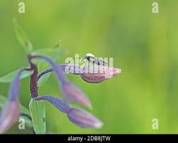 Attēlu rezultāti vaicājumam “Epipactis palustris bud”