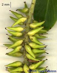 Attēlu rezultāti vaicājumam “Salix pentandra flower”