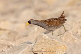 Image result for Porzana carolina