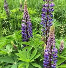 Attēlu rezultāti vaicājumam “Lupinus polyphyllus fruit”