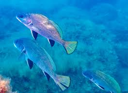 Image result for Sciaena umbra