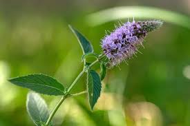 Attēlu rezultāti vaicājumam “Mentha arvensis flower”