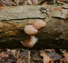 Attēlu rezultāti vaicājumam “Tremella encephala”