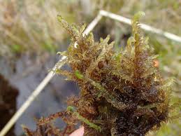 Attēlu rezultāti vaicājumam “Calliergon giganteum”