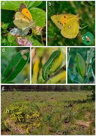 Attēlu rezultāti vaicājumam “Colias palaeno upperside”