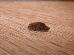 Attēlu rezultāti vaicājumam “Hemerobius perelegans”