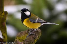 Attēlu rezultāti vaicājumam “Parus major”