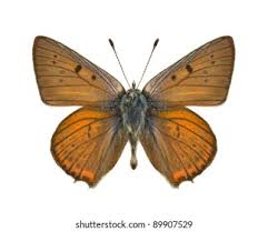 Attēlu rezultāti vaicājumam “Lycaena alciphron underside”