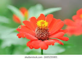 Image result for Zinnia violacea