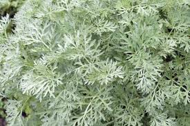 Image result for Artemisia absinthium
