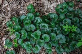 Attēlu rezultāti vaicājumam “Asarum europaeum flower”