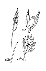 Attēlu rezultāti vaicājumam “Phalaroides arundinacea fruit”
