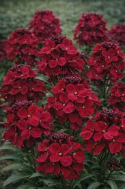 Image result for Cheiranthus cheiri