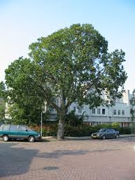 Attēlu rezultāti vaicājumam “Ulmus glabra”