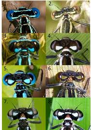 Attēlu rezultāti vaicājumam “Coenagrion pulchellum male”