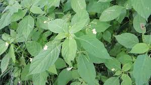 Attēlu rezultāti vaicājumam “Impatiens parviflora leaf”