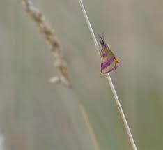 Attēlu rezultāti vaicājumam “Lythria cruentaria”