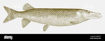 Image result for Esox masquinongy