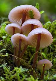 Attēlu rezultāti vaicājumam “Mycena haematopus”