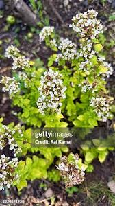Attēlu rezultāti vaicājumam “Origanum vulgare bud”