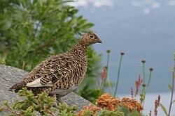 Image result for Lagopus lagopus