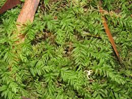 Attēlu rezultāti vaicājumam “Plagiomnium undulatum”