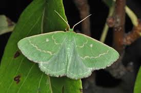 Attēlu rezultāti vaicājumam “Thetidia smaragdaria”